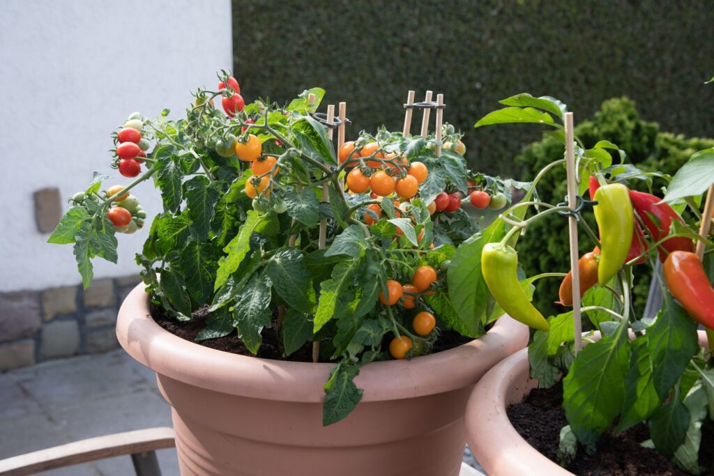 large pots with cherry tomatoes and sweet peppers 2026 01 09 00 28 45 utc